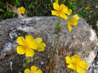 Helianthemum nummularium 47, Geel zonneroosje, Saxifraga-Ed Stikvoort