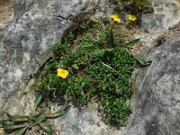 Helianthemum nummularium 49, Geel zonneroosje, Saxifraga-Ed Stikvoort