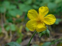 Helianthemum nummularium 50, Geel zonneroosje, Saxifraga-Ed Stikvoort