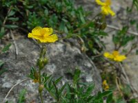 Helianthemum nummularium 51, Geel zonneroosje, Saxifraga-Ed Stikvoort