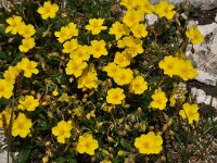 Helianthemum nummularium 52, Geel zonneroosje, Saxifraga-Harry Jans