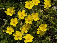 Helianthemum nummularium 8, Geel zonneroosje, Saxifraga-Jan van der Straaten