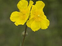 Helianthemum nummularium ssp grandiflorum 10, Saxifraga-Jan van der Straaten