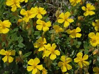 Helianthemum nummularium ssp grandiflorum 12, Saxifraga-Jan van der Straaten