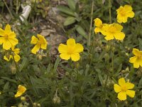 Helianthemum nummularium ssp grandiflorum 13, Saxifraga-Jan van der Straaten