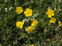 Helianthemum nummularium ssp grandiflorum 21, Saxifraga-Willem van Kruijsbergen