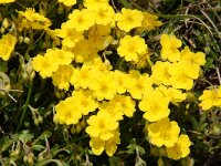 Helianthemum nummularium ssp grandiflorum 38, Saxifraga-Harry Jans