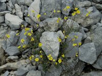 Helianthemum nummularium ssp nummularium 15, Geel zonneroosje, Saxifraga-Willem van Kruijsbergen