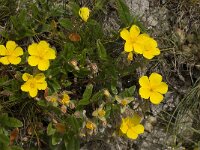 Helianthemum nummularium ssp nummularium 20, Geel zonneroosje, Saxifraga-Willem van Kruijsbergen