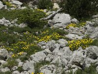 Helianthemum nummularium ssp nummularium 22, Geel zonneroosje, Saxifraga-Willem van Kruijsbergen