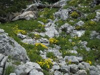 Helianthemum nummularium ssp nummularium 23, Geel zonneroosje, Saxifraga-Willem van Kruijsbergen