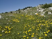 Helianthemum nummularium ssp nummularium 24, Geel zonneroosje, Saxifraga-Willem van Kruijsbergen