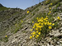 Helianthemum nummularium ssp nummularium 25, Geel zonneroosje, Saxifraga-Willem van Kruijsbergen