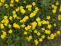 Helianthemum nummularium ssp nummularium 26, Geel zonneroosje, Saxifraga-Willem van Kruijsbergen