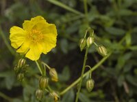 Helianthemum nummularium ssp obscurum 19, Saxifraga-Marijke Verhagen