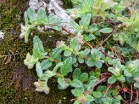 Helianthemum nummularium ssp obscurum 35, Saxifraga-Rutger Barendse