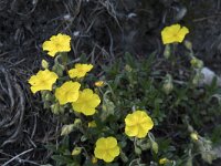 Helianthemum nummularium ssp tomentosum 34, Saxifraga-Willem van Kruijsbergen