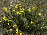 Helianthemum oelandicum