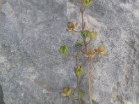 Helianthemum salicifolium 2, Saxifraga-Jasenka Topic