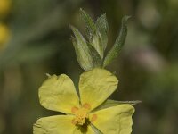 Helianthemum salicifolium 3, Saxifraga-Willem van Kruijsbergen