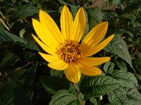 Helianthus tuberosus 23, Aardpeer, Saxifraga-Ed Stikvoort