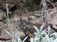 Helichrysum ambiguum 1, Saxifraga-Rutger Barendse