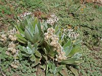 Helichrysum devium