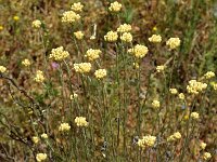 Helichrysum italicum