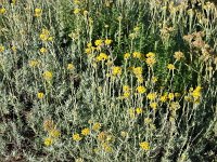 Helichrysum italicum 4, Saxifraga-Jasenka Topic