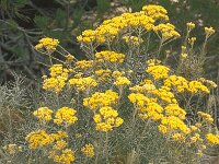 Helichrysum italicum ssp serotinum 2, Saxifraga-Inigo Sanchez