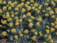 Helichrysum picardii ssp virescens 1, Saxifraga-Jan van der Straaten