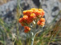 Helichrysum rubicundum