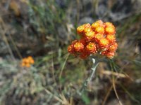 Helichrysum rubicundum 3, Saxifraga-Ed Stikvoort
