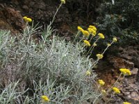 Helichrysum stoechas 11, Saxifraga-Rutger Barendse