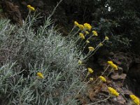 Helichrysum stoechas 13, Saxifraga-Rutger Barendse