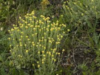 Helichrysum stoechas 16, Saxifraga-Jan van der Straaten