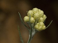 Helichrysum stoechas 19, Saxifraga-Jan van der Straaten