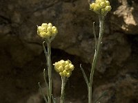Helichrysum stoechas 21, Saxifraga-Jan van der Straaten
