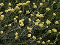 Helichrysum stoechas 23, Saxifraga-Willem van Kruijsbergen