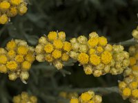 Helichrysum stoechas 24, Saxifraga-Willem van Kruijsbergen