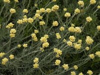 Helichrysum stoechas 26, Saxifraga-Willem van Kruijsbergen