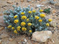 Helichrysum stoechas 27, Saxifraga-Ed Stikvoort