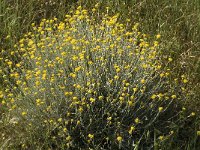 Helichrysum stoechas 3, Saxifraga-Jan van der Straaten