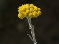 Helichrysum stoechas 5, Saxifraga-Jan van der Straaten