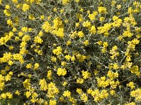Helichrysum stoechas 6, Saxifraga-Jan van der Straaten