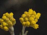 Helichrysum stoechas 8, Saxifraga-Willem van Kruijsbergen