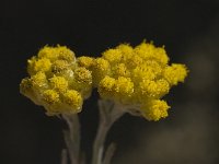Helichrysum stoechas 9, Saxifraga-Willem van Kruijsbergen