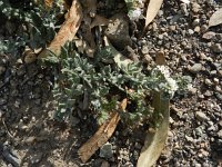 Heliotropium ramosissimum 3, Saxifraga-Rutger Barendse