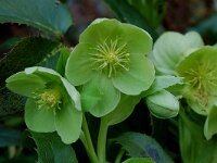 Helleborus argutifolius 3, Corsicaans nieskruid, Saxifraga-Willem van Kruijsbergen