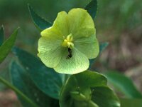 Helleborus cyclophyllus